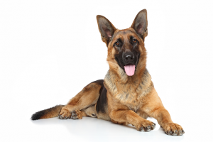 Vacinação Antirrábica Canina 03/07/2024 17:30 horas